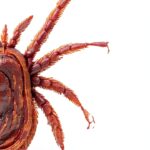 Bitingduck Press Parasitology Memoir Kindle eBook English-0