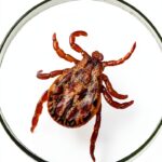 Medical Care Health Series Parasitology Epidemiology Kindle-0