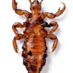 Medical Parasitology Atlas Kindle Edition English Print-0