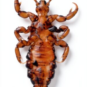 Medical Parasitology Atlas Kindle Edition English Print-0