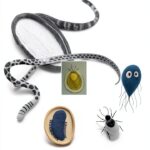 Parasitology Kindle Book English Language 252 Pages-0