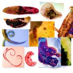 Parasitology Kindle Book English Language Detox Diets-0