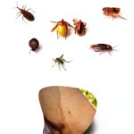 Tropical Medicine Kindle Book Parasitology Students-0