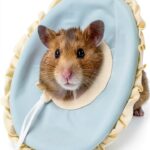 Zerodis Pet Recovery Collar Soft Breathable Small Animal-0