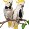 Parrot Collar TTFdacai Cotton Lightweight Bird Accessory-3